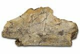 Fossil Ornithischian Dinosaur Rib Section - Montana #355182-1